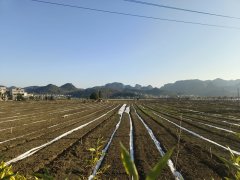 <b>贵州黔西南：烟田“高尺度”复兴有“良</b>