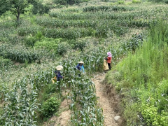 持续发力！永泰结实鞭策种业高质高效成